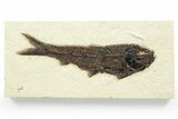 Detailed Fossil Fish (Knightia) - Large For Species #356741-1